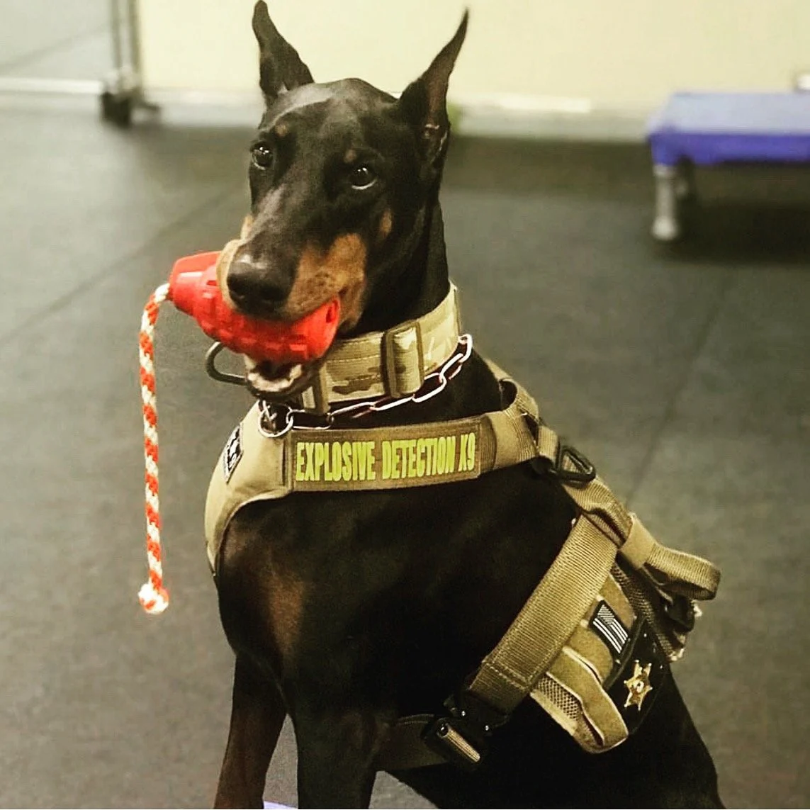 K-9 Grenade Dog Toy With Rope